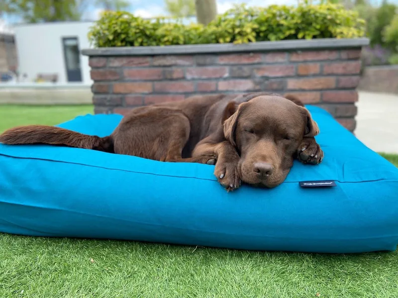 Hondenkussen / Hondenbed - XS - 55 x 45 cm - Petrol Canvas/Katoen by Dog's Companion in Petrol Blauw Canvas, Katoen – product photo