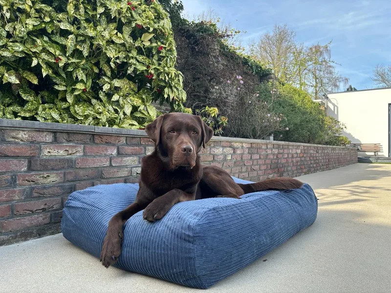 Hondenkussen / Hondenbed - XS - 55 x 45 cm by Dog's Companion in Rafblauw Double Ribcord – product photo