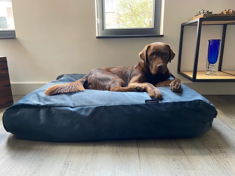 Hondenkussen / Hondenbed - XS - 55 x 45 cm - Strong Midnight Blue Velvet von Dog's Companion in Midnight Velours Blue – Produktfoto
