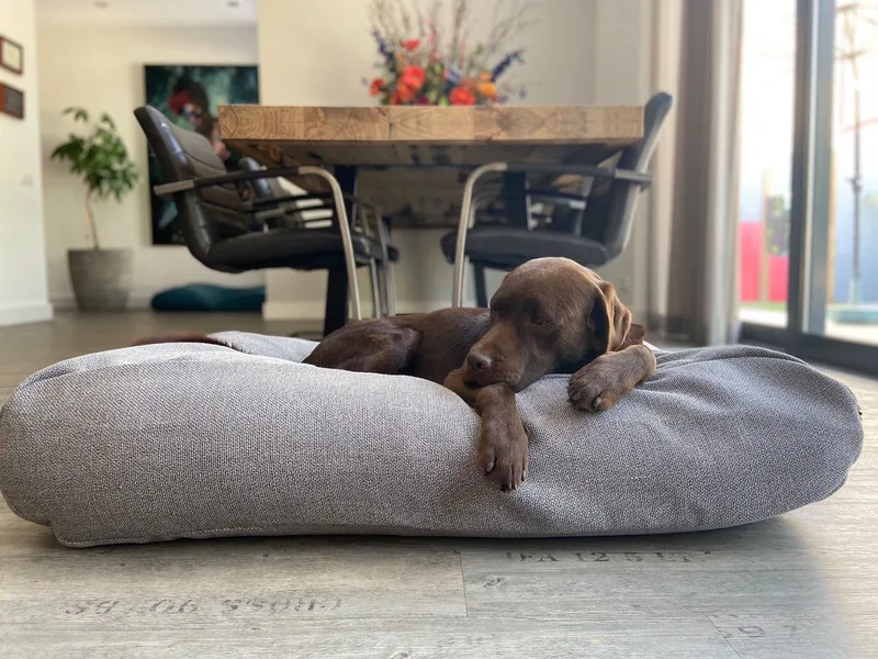 Hondenkussen / Hondenbed - XS - 55x45cm by Dog's Companion in Tweed Grey – product photo