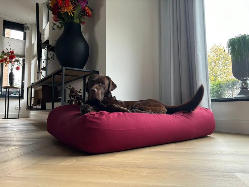 Hondenkussen / Hondenbed - XS - 55x45cm von Dog's Companion in Wijnrood – Produktfoto