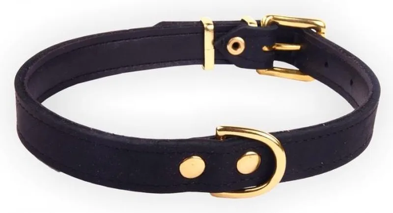 Leren Halsband - Lengte: 55 cm Verstelbaar van 41-51 cm x 20 mm - Exclusive Gold de Dog's Companion en Noir – photo produit