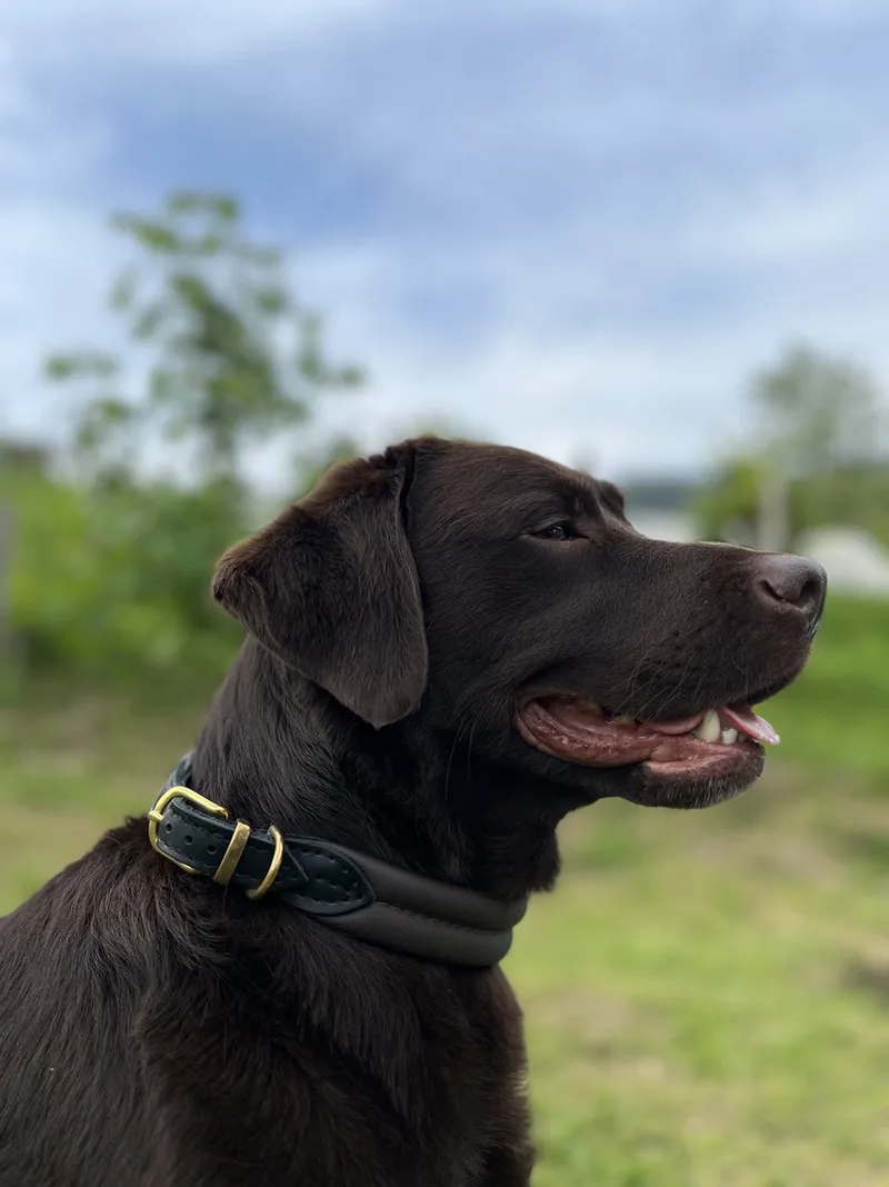 Leren Halsband - Lengte: 60 cm Verstelbaar van 52-57 cm x 30 mm - Messing- Bruin de Dog's Companion en Marron, Laiton – photo produit