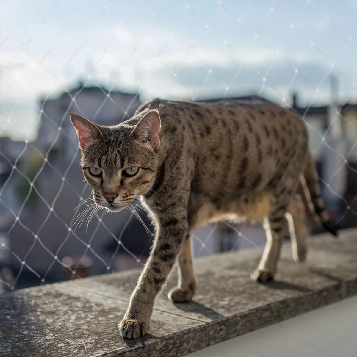 Plus Filet de sécurité pour balcon pour chats 300x200 cm de Duvo+ – photo produit 1 sur 2