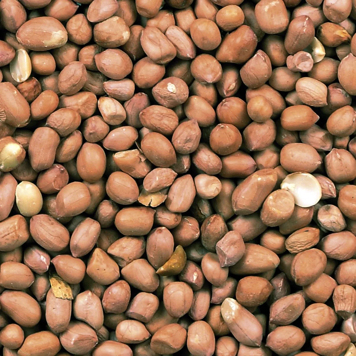 Binnenvogelvoer - Vogel - Arachidenoten Gepeld Extra Vacuum 25kg - 1st de Duvo+ – photo produit