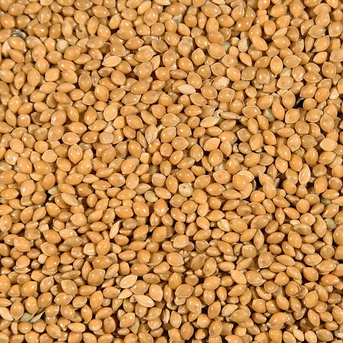 Binnenvogelvoer - Vogel - Millet Geel = Rondzaad Geel Duvo 20kg - 1st de Duvo+ – photo produit