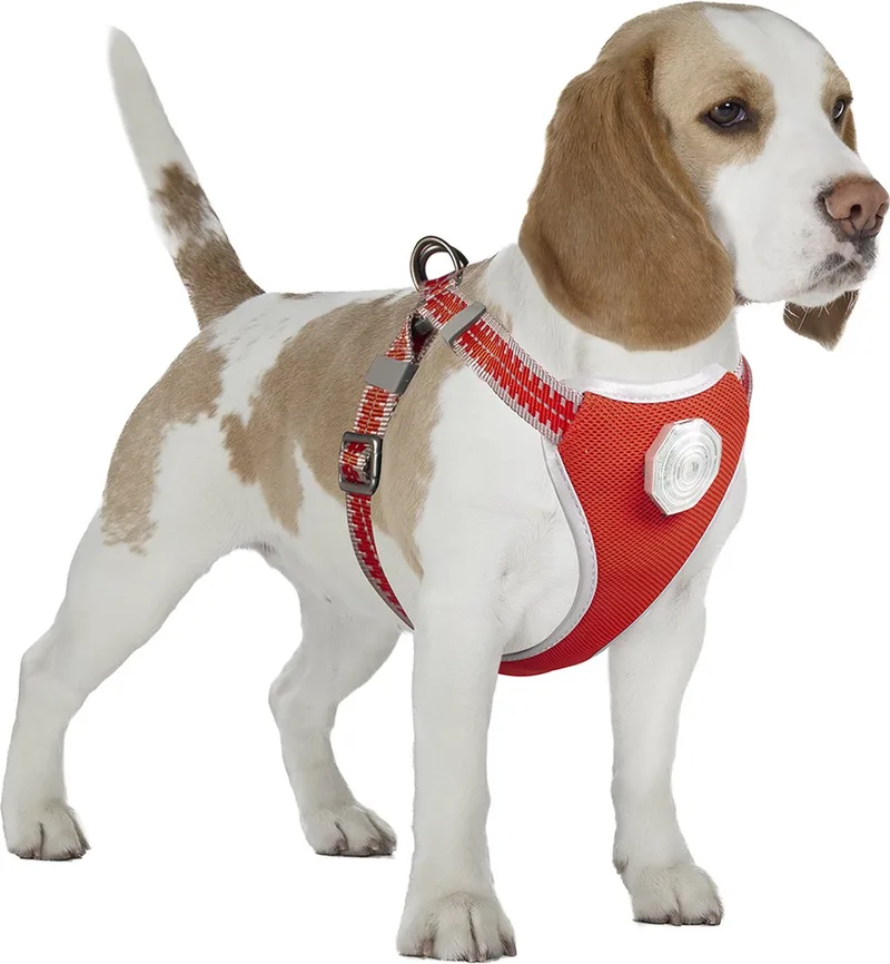 Duvoplus - Dierenkleding - Hond - Flashlight Harnas Met Looplijn 120x45-55cm/19mm - 1st von Duvo+ in <> – Produktfoto
