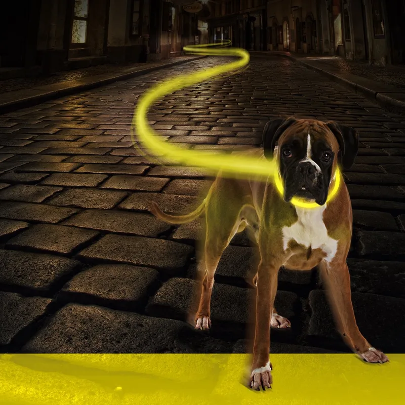 Duvoplus - Dierenkleding - Hond - Halsband Nylon Licht Usb 50-70cm/2,5cm - 1st von Duvo+ in Neon Geel – Produktfoto