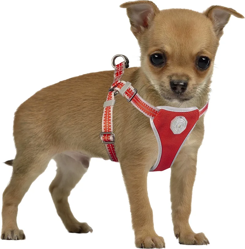 Duvoplus - Hondentuigje - Hond - Flashlight Harnas Met Looplijn 120x35-45cm/15mm - 1st de Duvo+ en <> – photo produit