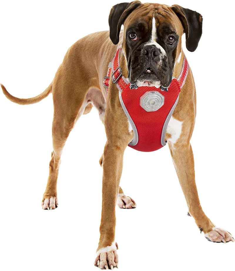 Duvoplus - Hondentuigje - Hond - Flashlight Harnas Met Looplijn 120x55-70cm/25mm - 1st by Duvo+ in <> – product photo