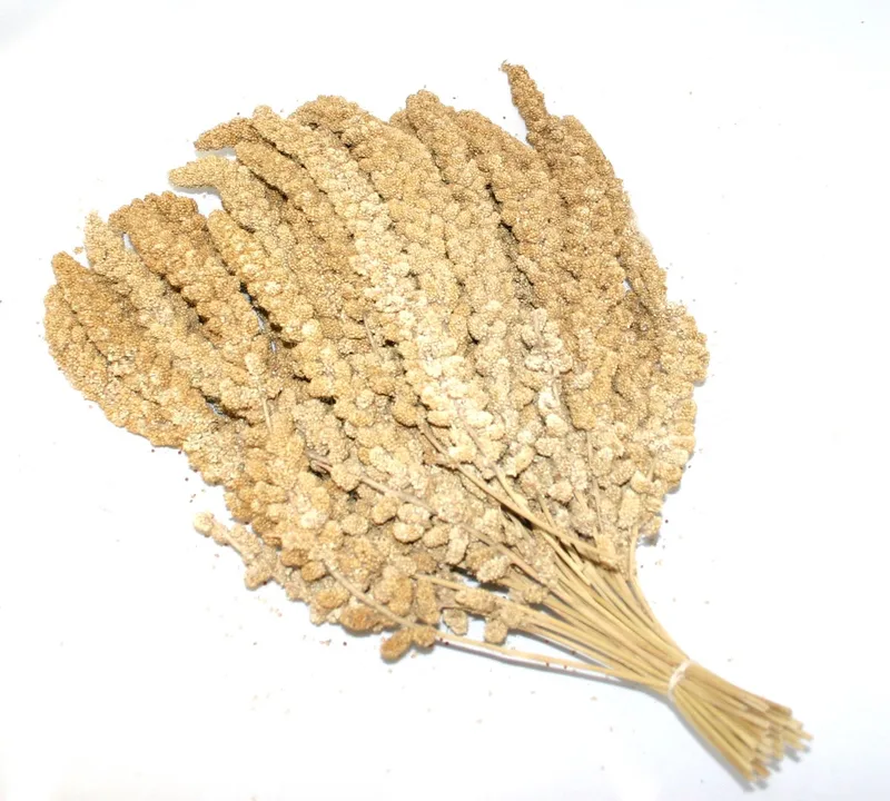 Duvoplus - Vogelsnack - Vogel - Trosgierst Chinees 10 Inch 15kg - 1st de Duvo+ – photo produit