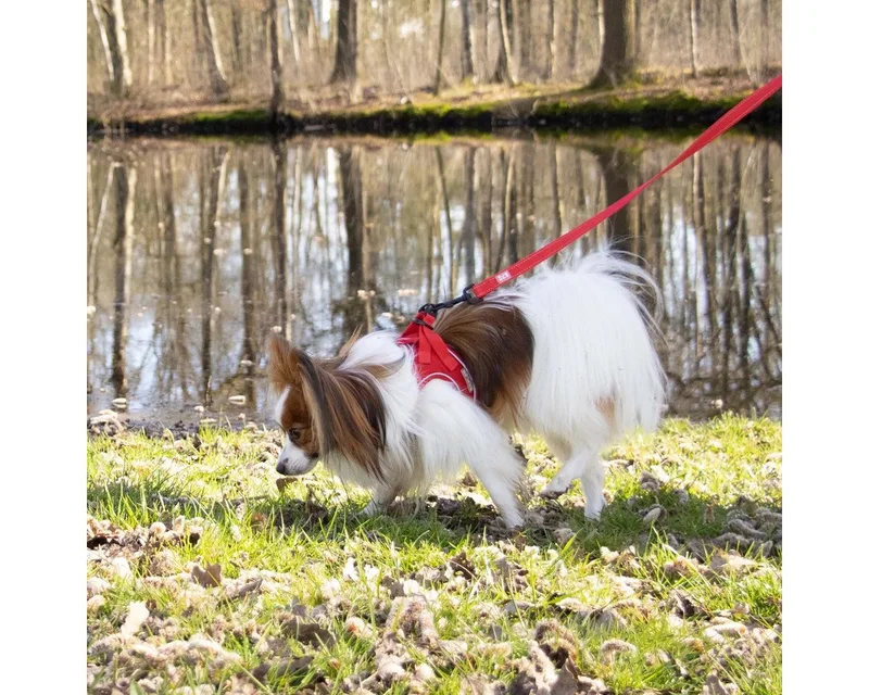 Ultimate Fit Kleine Hond Harnas S - 40-45CM by Duvo+ in Red – product photo 5 of 5