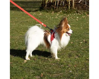 Ultimate Fit Kleine Hond Harnas S - 40-45CM by Duvo+ in Red – product photo 4 of 5