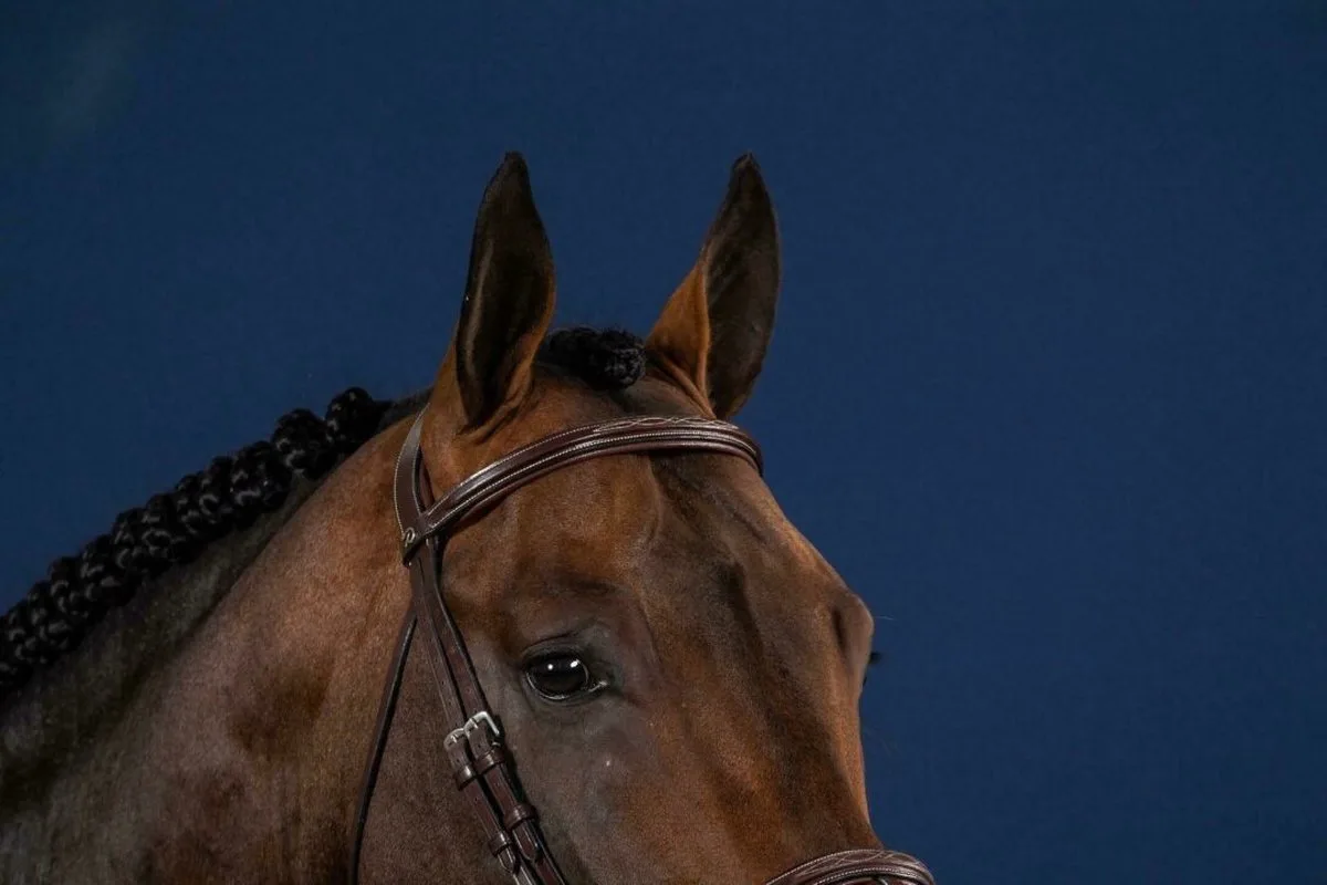Straight Browband Hunter Full från Dy'on i Svart – produktbild