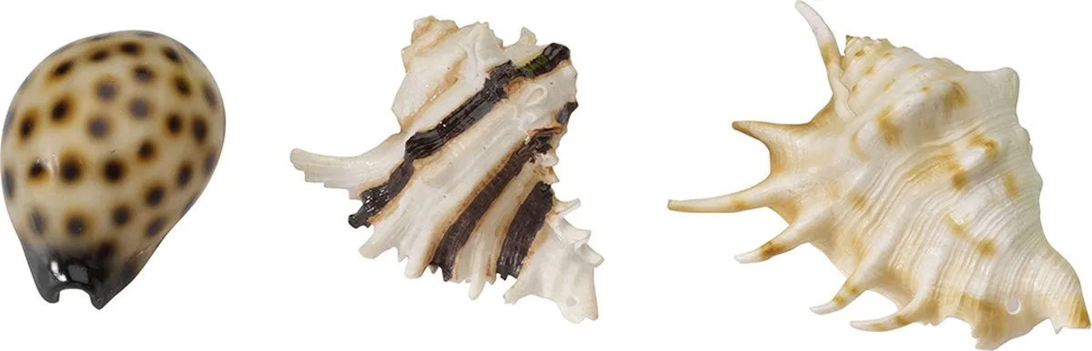 Decor Zeeschelpen 8.5-10 cm Assorti by Ebi in <> – product photo