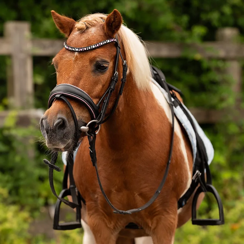 Hoofdstel Epplejeck Ejrosa de Epplejeck en Zwart-roze – photo produit