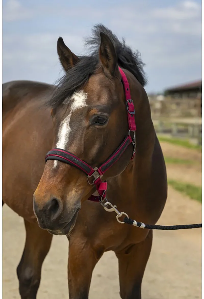 Halster Equithème Strass de Equi-Theme en Donkerrood – photo produit