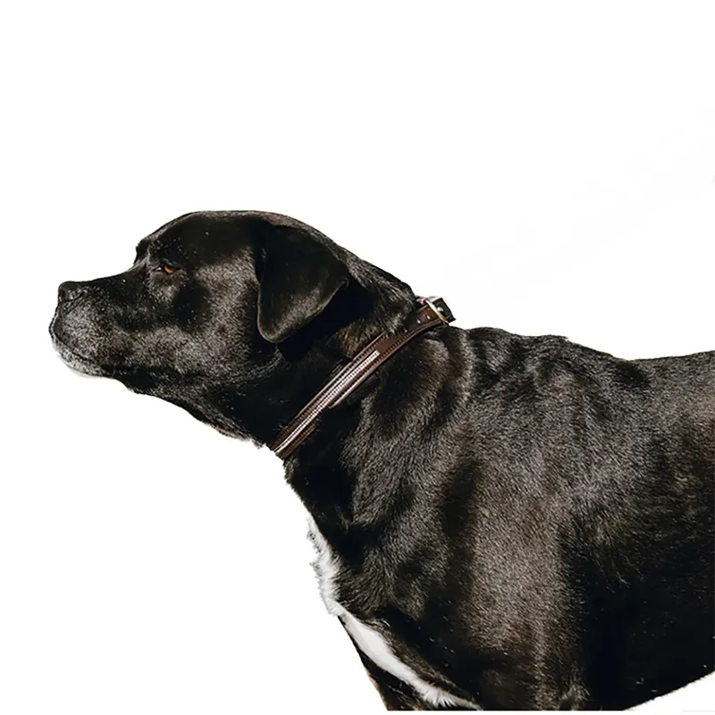 Max Hondenriem von Equi-Theme – Produktfoto