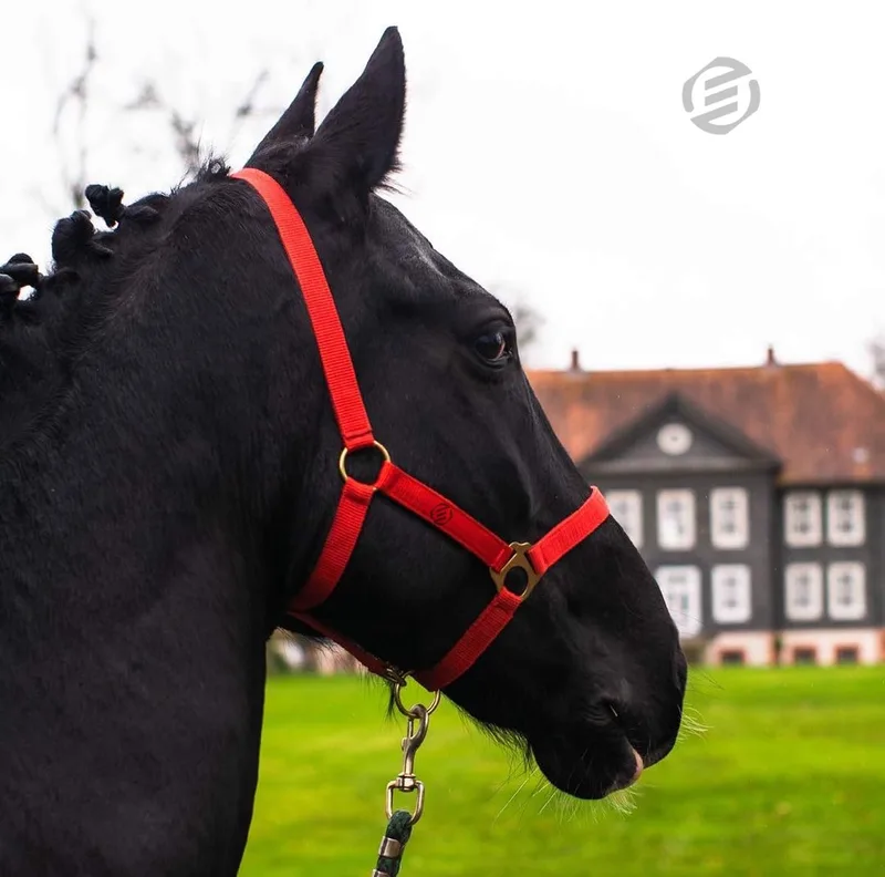 Hobby Horse Halster - Touwhalster - Hobbyhorsing - Halstertouw - Accessoires voor Hobby Horse de Equivera – photo produit