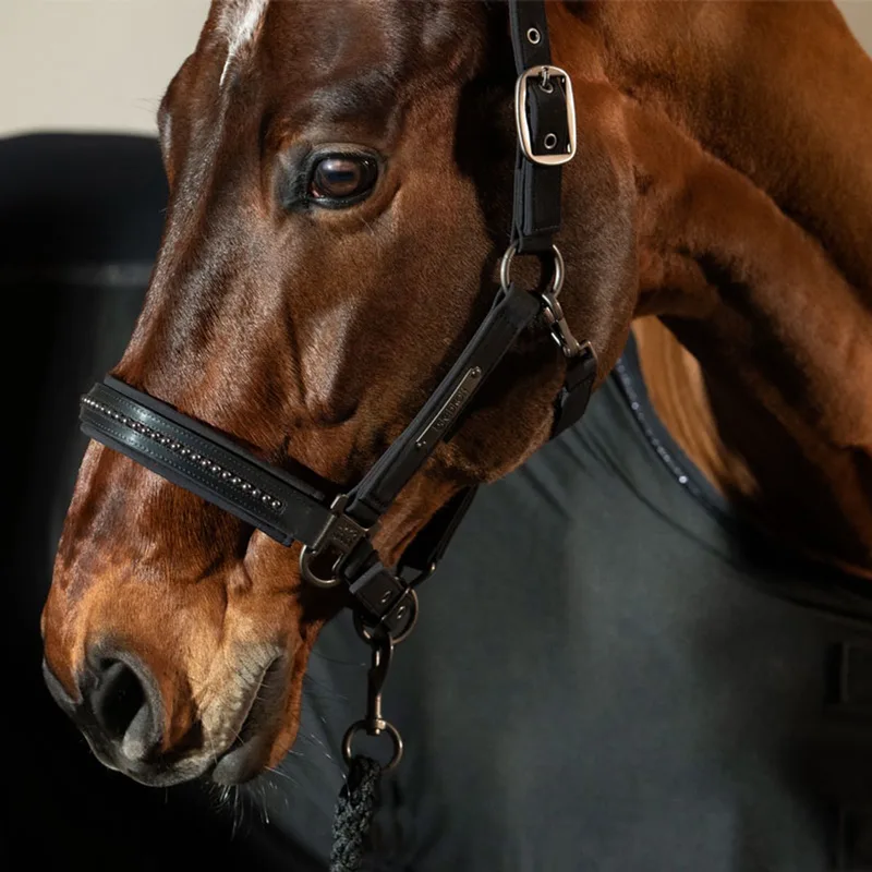 Halster Softshell Pearls Platinum - Cob by Eskadron in Black – product photo