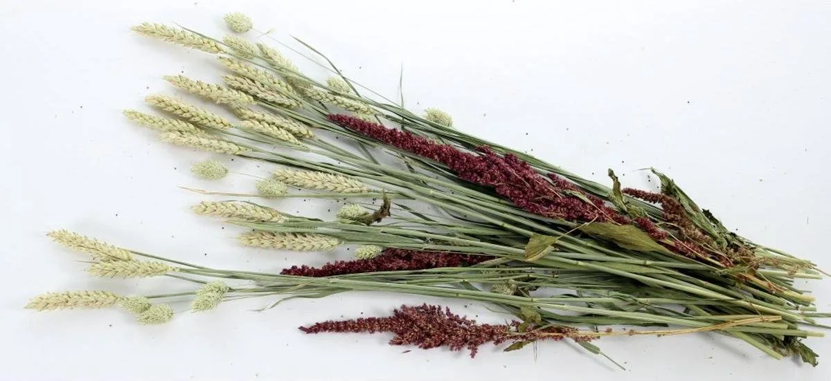 Knabbelstruik van Esve – productfoto
