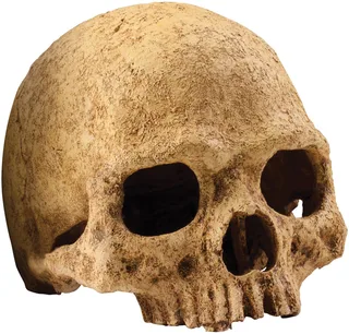 Primate Skull Schuilplaats - Terrarium Decoratie - 11 x 21 x 14 cm von Exo Terra in Color – Produktfoto 1 von 4