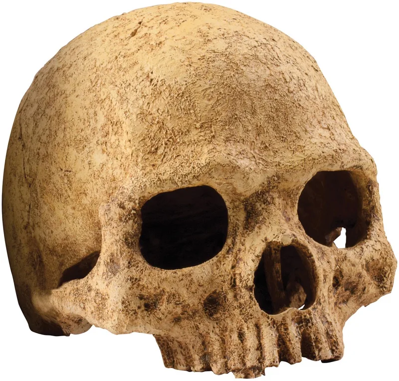 Primate Skull Schuilplaats - Terrarium Decoratie - 11 x 21 x 14 cm von Exo Terra in Color – Produktfoto 1 von 4
