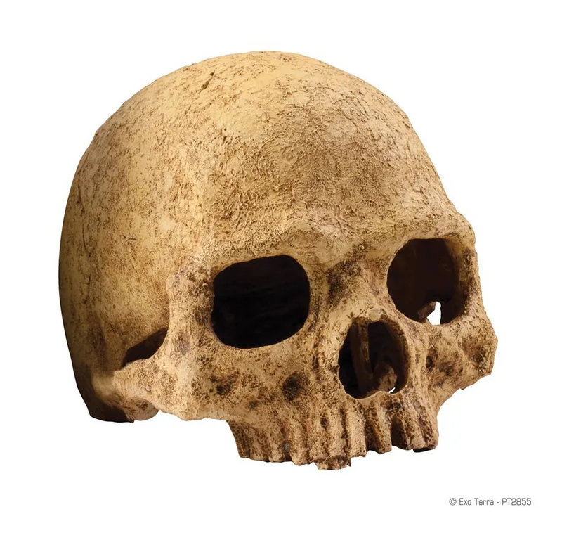 Primate Skull Schuilplaats - Terrarium Decoratie - 11 x 21 x 14 cm von Exo Terra in Color – Produktfoto 4 von 4
