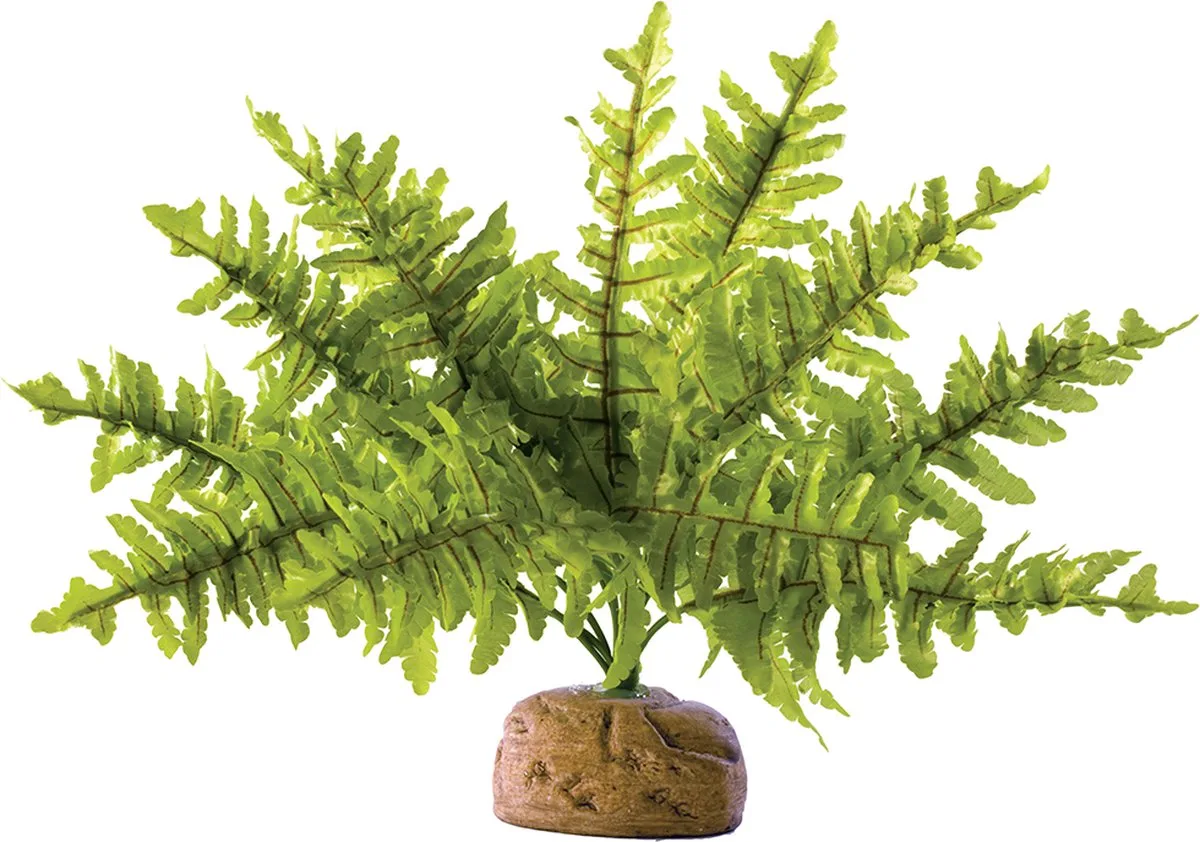 Rainforest Plant Boston Fern Small de Exo Terra en <> – photo produit