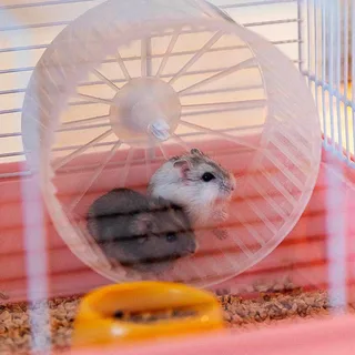 Criceti 9 Princess Hamsterkooi von Ferplast – Produktfoto 4 von 6