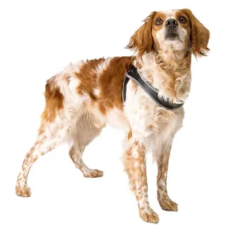 Harnais Pour Chien Agila 9 by Ferplast – product photo 6 of 6