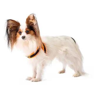 Harnais Pour Chien Agila Fluo 1 de Ferplast – photo produit 3 sur 3