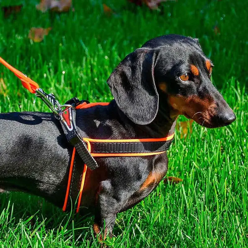 Harnais Pour Chien Agila Fluo 4 von Ferplast – Produktfoto 6 von 6