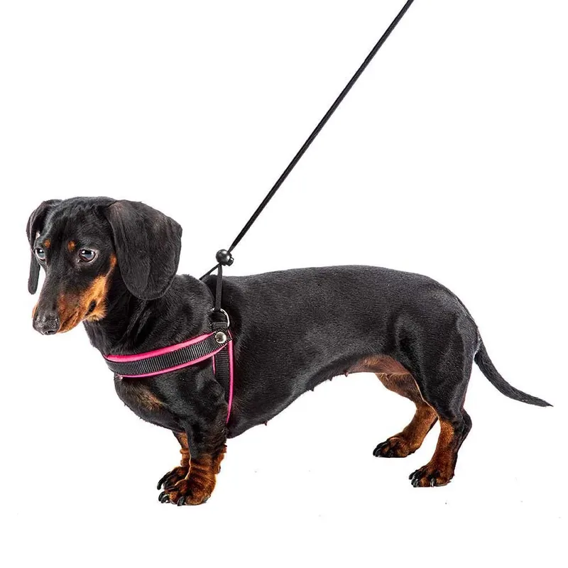 Harnais Pour Chien Agila Fluo 6 de Ferplast – photo produit 6 sur 6