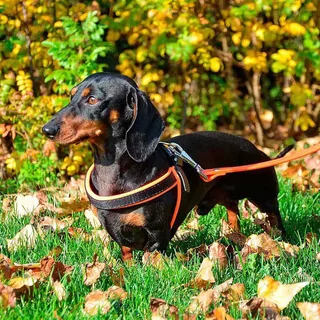 Harnais Pour Chien Agila Fluo 6 von Ferplast – Produktfoto 6 von 6