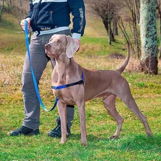 Harnais Pour Chien Coach P by Ferplast – product photo 4 of 4