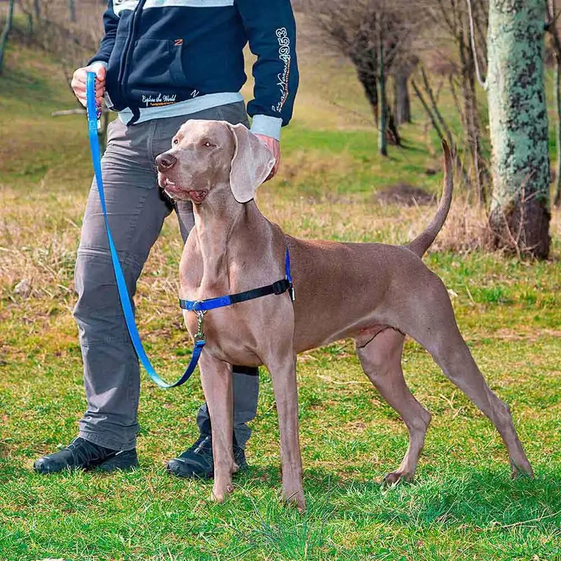 Harnais Pour Chien Coach P by Ferplast – product photo 4 of 4