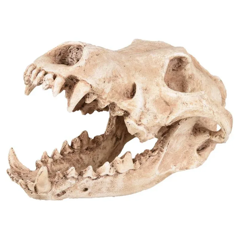 Decoratie Van Een Dinosaurusschedel Voor In Een Aquarium by Flamingo – product photo