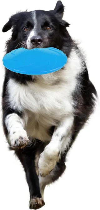 Hondenspeelgoed Rubber Morrison Frisbee - 18 x 18 x 2.5 cm by Flamingo in Blue – product photo 1 of 5
