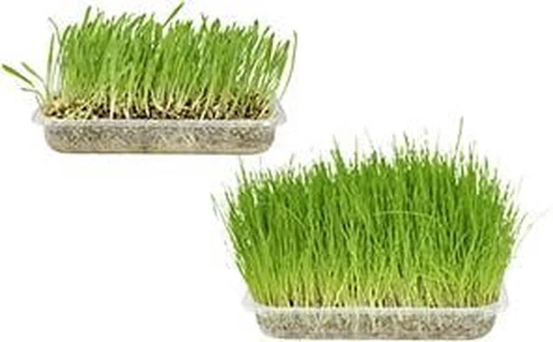 kattengras by Flamingo – product photo