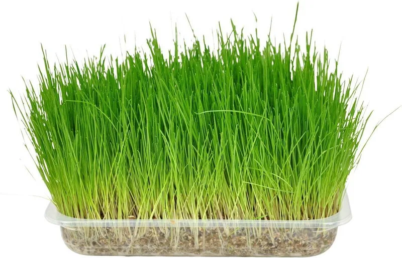 Kattenspeelgoed gras by Flamingo – product photo