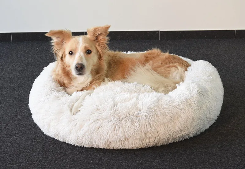 Krems - Mand Honden - Mand Krems Rond 70cm - 1st - 123587 - 1st by Flamingo in White – product photo