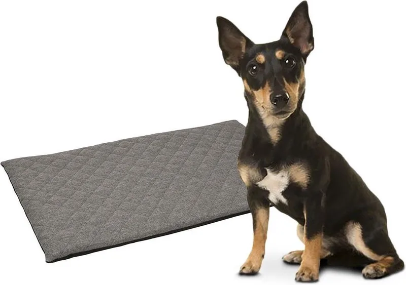 Mano - Kussen Honden - Kussen Mano Rechthoekig+rits Plat 55x38,5x3cm - 1st - 119436 - 1st by Flamingo in Grey – product photo