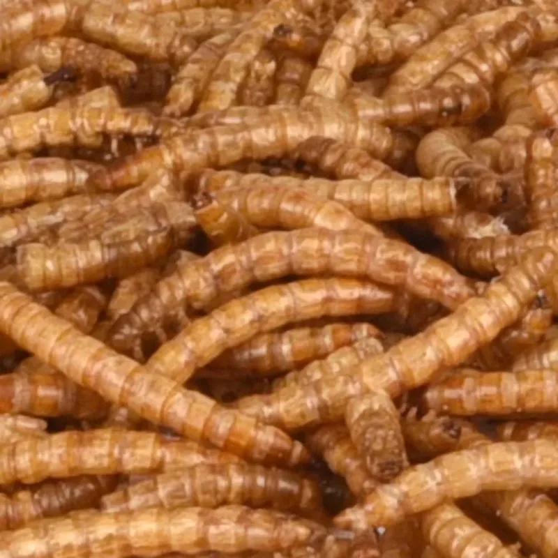 Picknic Mealworms Vogelvoer 100g by Flamingo – product photo 2 of 2