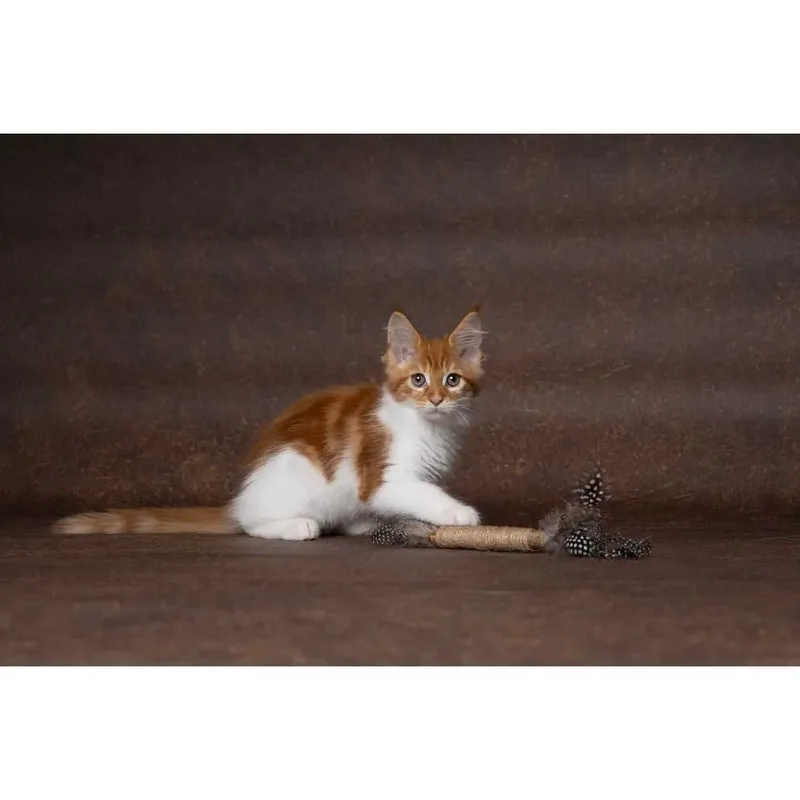 Speelgoed Yutsa Stok Bruin - Kattenspeelgoed - 1st von Flamingo – Produktfoto 2 von 4