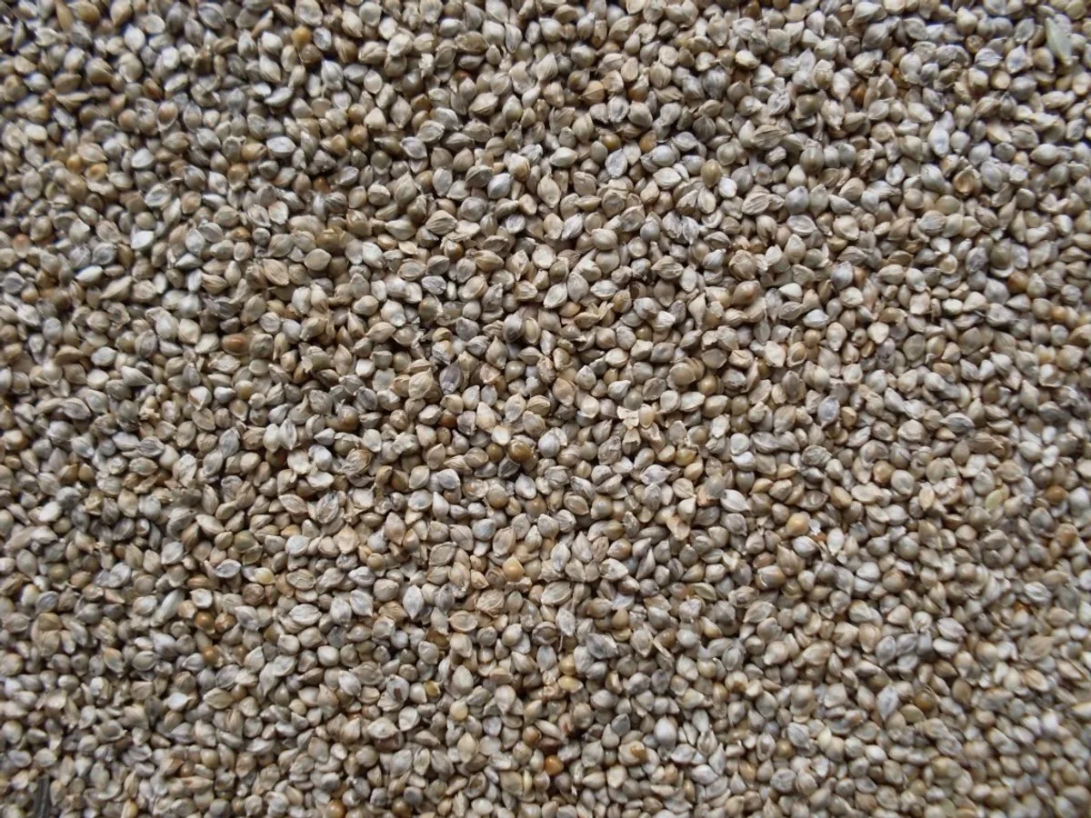 Japans Millet (GA841) van Garvo – productfoto