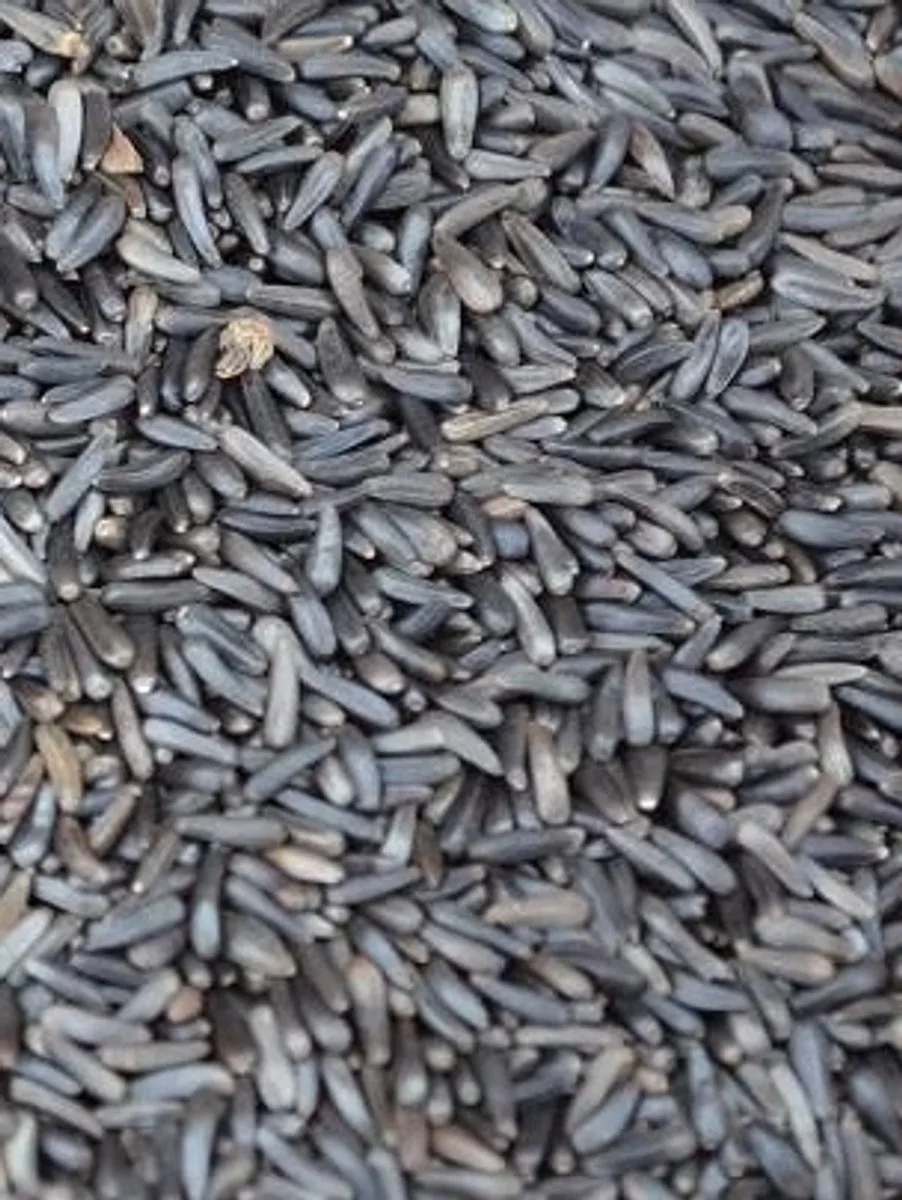 Negerzaad 5360 - 25kg de Garvo – photo produit