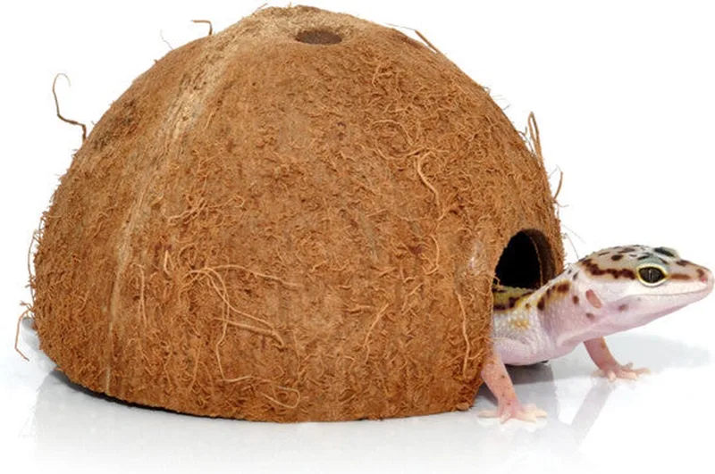 Cocosnoot Grot - Terrarium de Habistat en Marron – photo produit