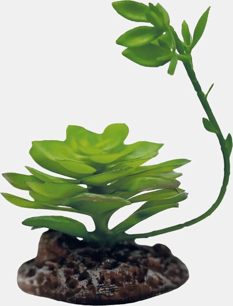 Repto Plant Echeveria - Terrariumplant by Habistat in Brown – product photo