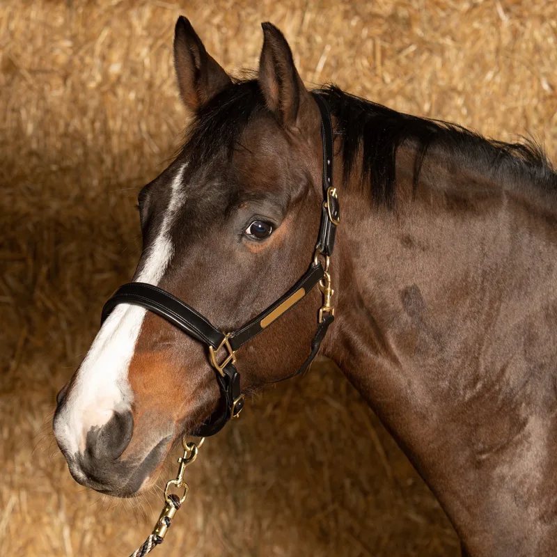 Halster Anatomic - Full de Harry's Horse en Noir – photo produit